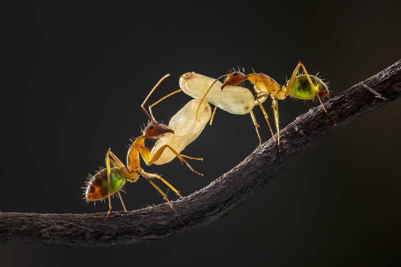 Dang Thanh Tinh, Viet Nam - 35 Photography Awards Macro Winners