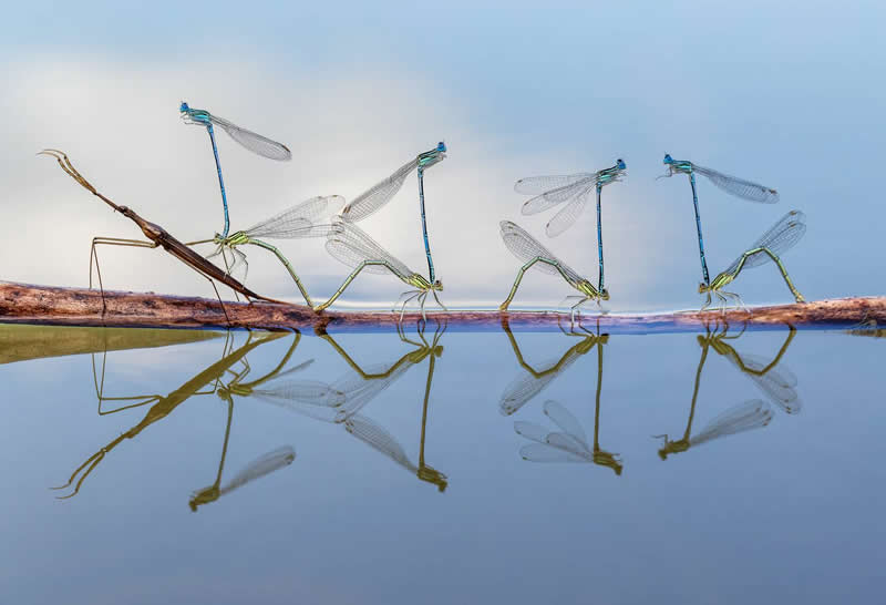 Natalya, Russian Federation - 35 Photography Awards Macro Winners