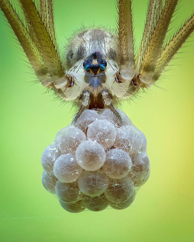 Muhamad Ikhsanudin, Indonesia - 35 Photography Awards Macro Winners