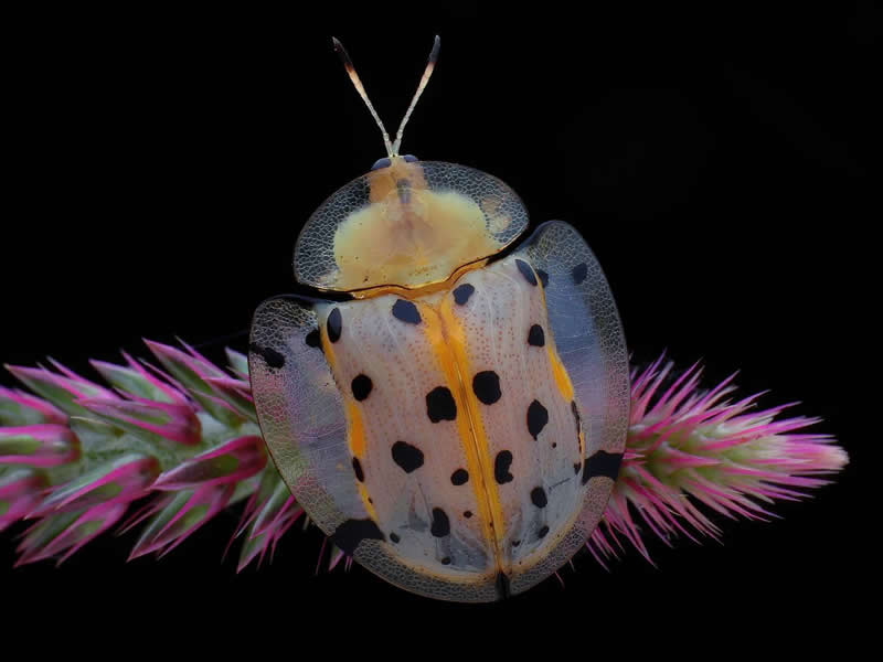 Li Chen-Youm Taiwan - 35 Photography Awards Macro Winners