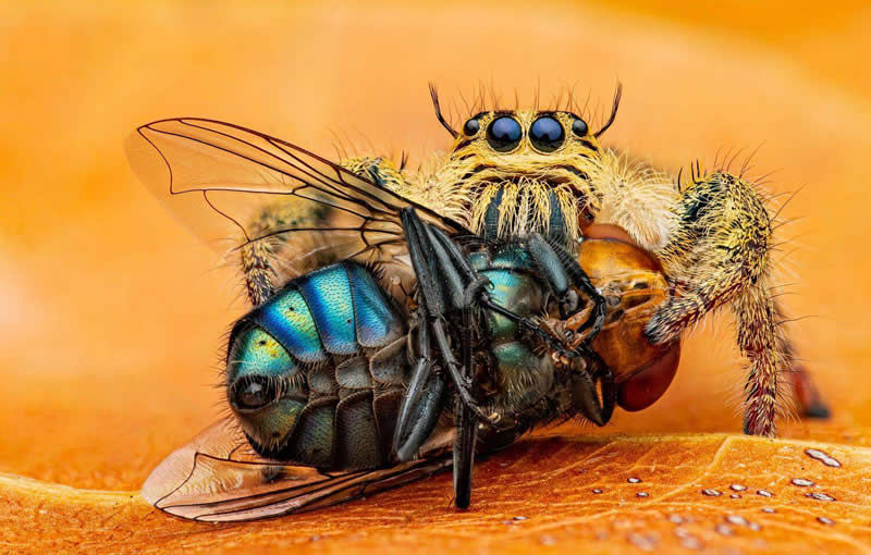 Ho Tan Thinh, Viet Nam - 35 Photography Awards Macro Winners