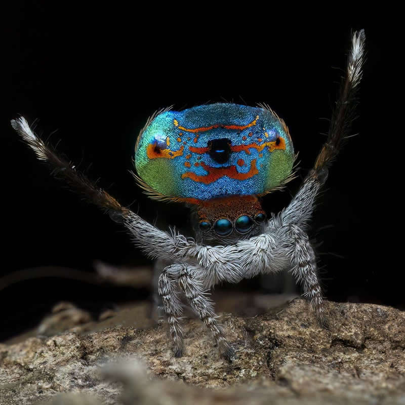 Dance of Love by Paul Irvine, Australia - 35 Photography Awards Macro Winners