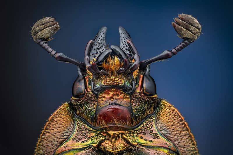 Lamprima adolphinae female by Javier Ruperez, Spain - 35 Photography Awards Macro Winners