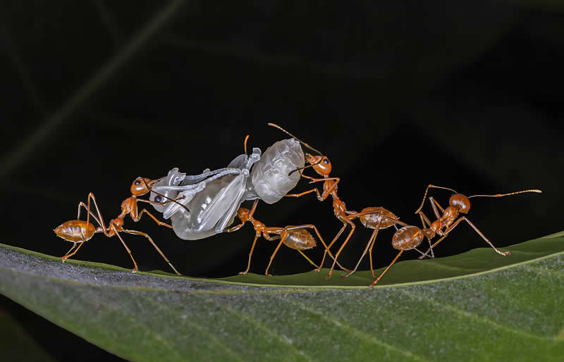 Team Work by Chinta Haran Ghosh by India - 35 Photography Awards Macro Winners