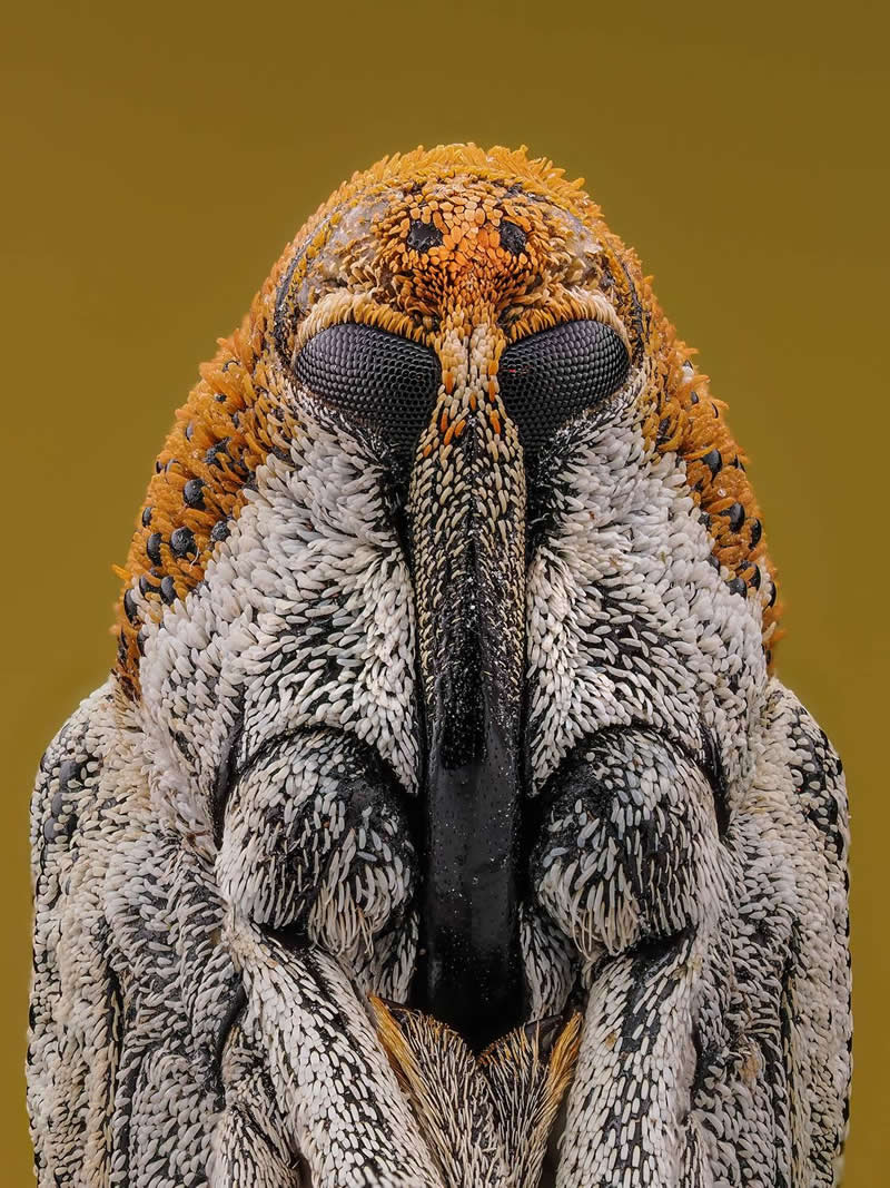 Alien Geometry by Hoang Thu Huong, Viet Nam - 35 Photography Awards Macro Winners