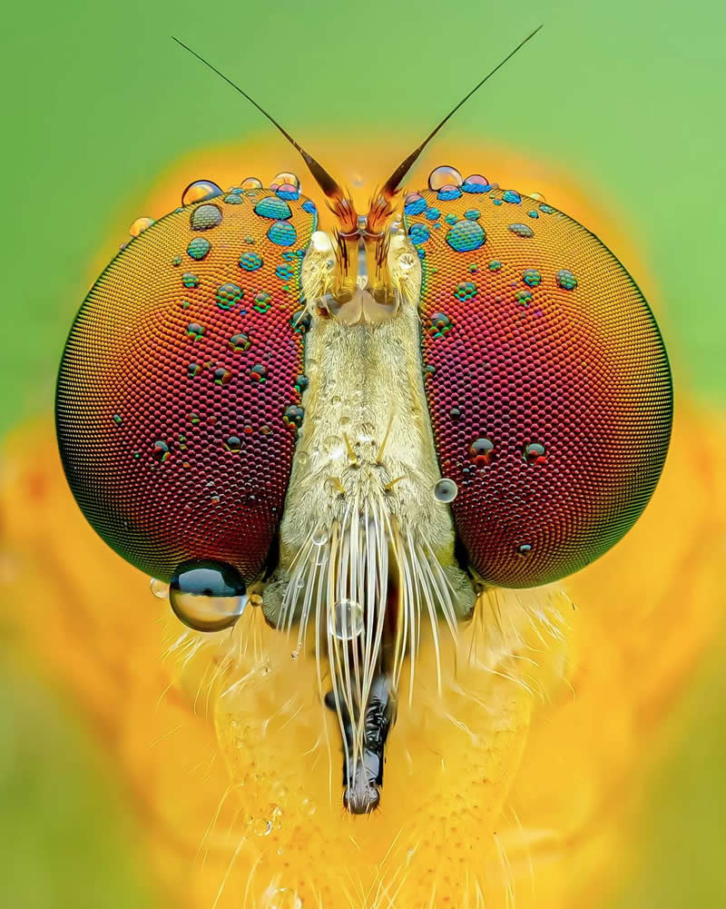 A robberfly by Huỳnh Anh Kiệt, Viet Nam - 35 Photography Awards Macro Winners