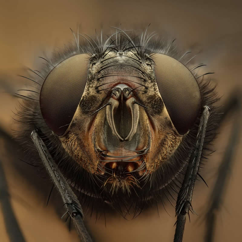 Symmetrical portrait of a common housefly by Yuriy Yurevich, Russian Federation - 35 Photography Awards Macro Winners