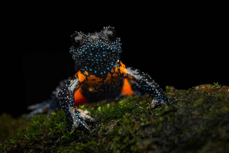 Dr Caesar Sengupta, India - 35 Photography Awards Macro Winners