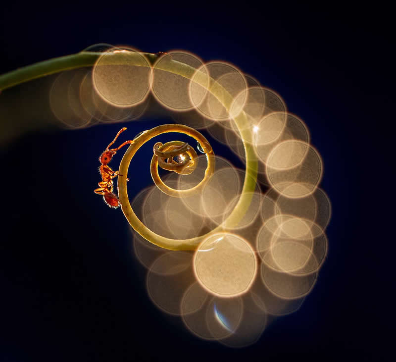 Fire show by Anatoliy Pleshistiy, Russian Federation - 35 Photography Awards Macro Winners