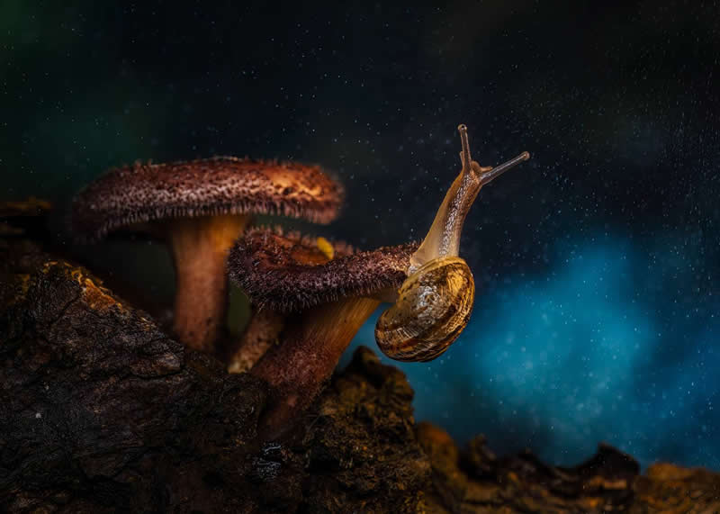 Rain shower by Valdir Hobus, Brazil - 35 Photography Awards Macro Winners