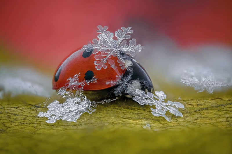 Tsvetan Ganev, Bulgaria - 35 Photography Awards Macro Winners