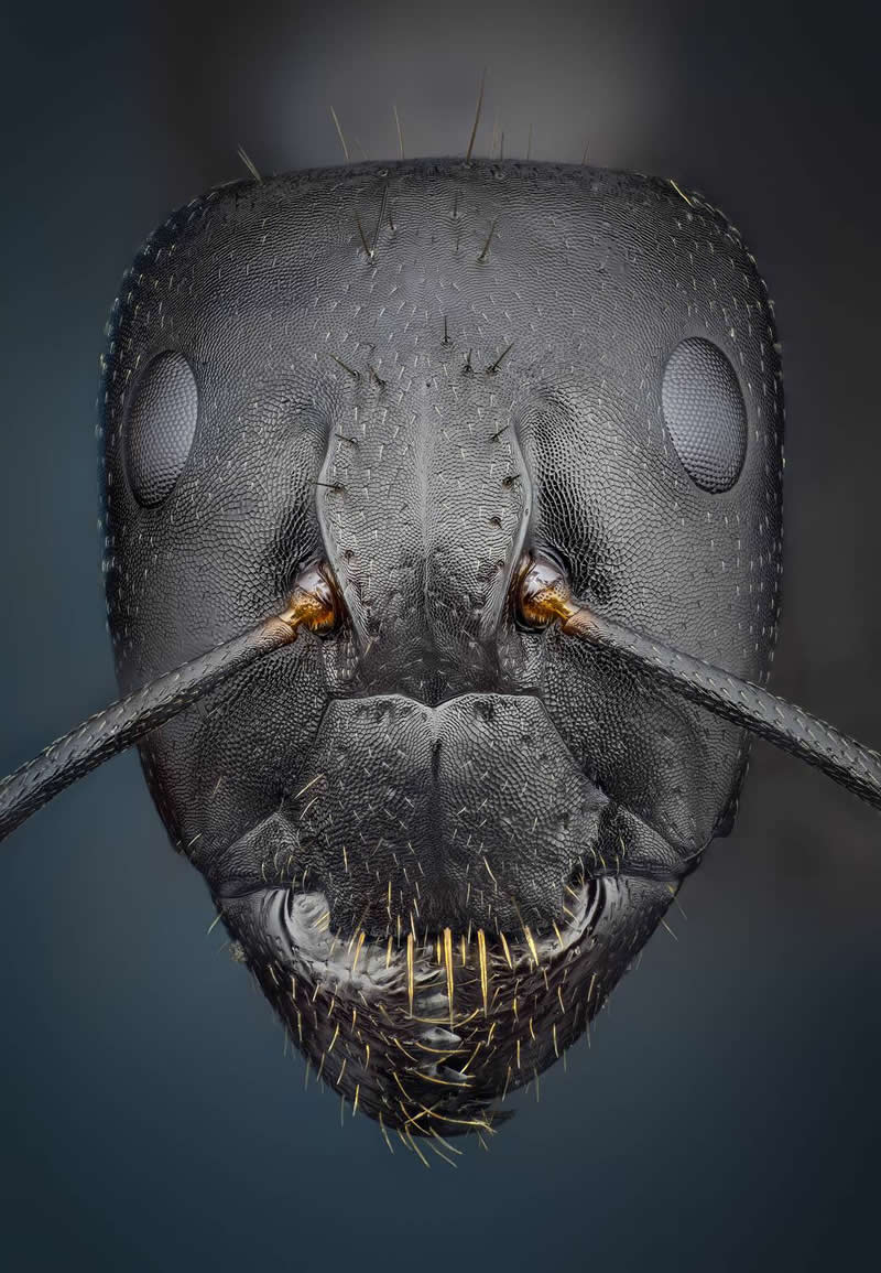 Common ant by Javier Ruperez, Spain - 35 Photography Awards Macro Winners