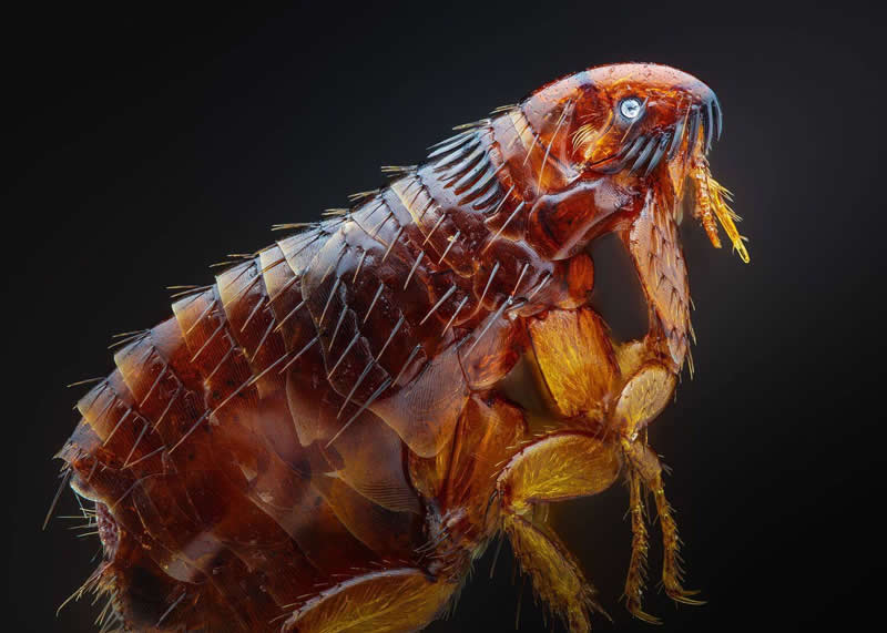 Tran The Ngoc, Viet Nam - 35 Photography Awards Macro Winners
