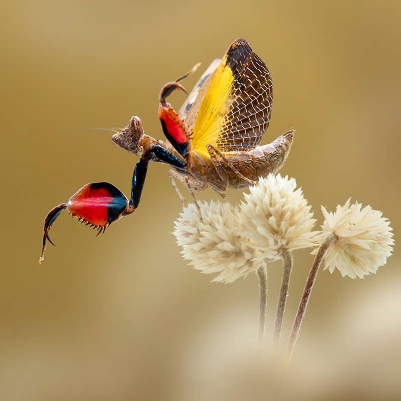 Boxer mantis by Lyphutai, Viet Nam - 35 Photography Awards Macro Winners