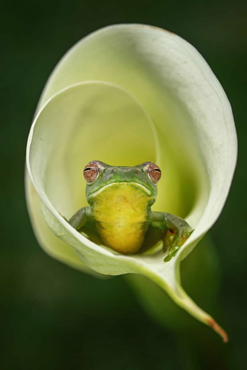 Ruling the garden by Dzulfikri, Indonesia - 35 Photography Awards Macro Winners