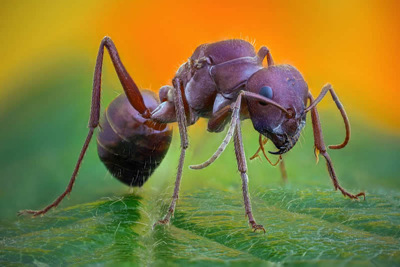 Tsvetan Ganev, Bulgaria - 35 Photography Awards Macro Winners