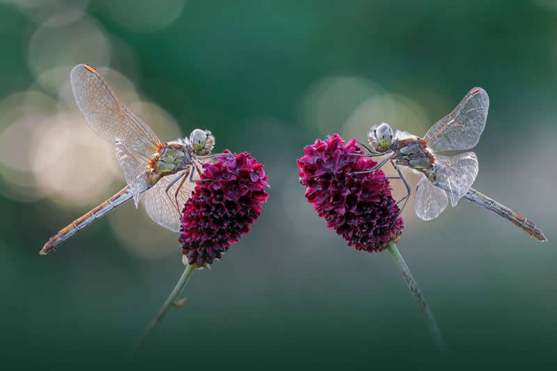 Dmitry Kuznetsov, Russian Federation - 35 Photography Awards Macro Winners
