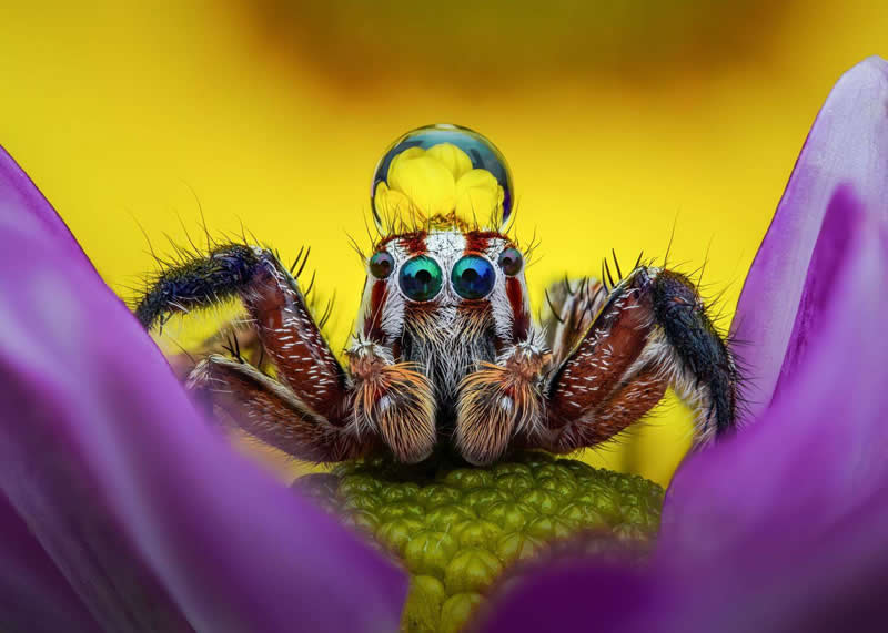 Tran The Ngoc, Viet Nam - 35 Photography Awards Macro Winners