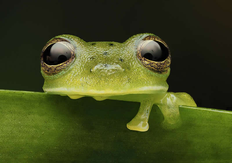 Andrea Grammatico, France - 35 Photography Awards Macro Winners