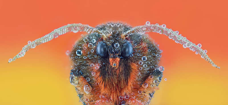 The Gypsy with drops by Pedro Luis Ajuriaguerra Saiz, Spain - 35 Photography Awards Macro Winners
