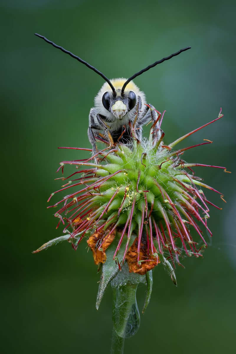 Dmitry Kuznetsov, Russian Federation - 35 Photography Awards Macro Winners