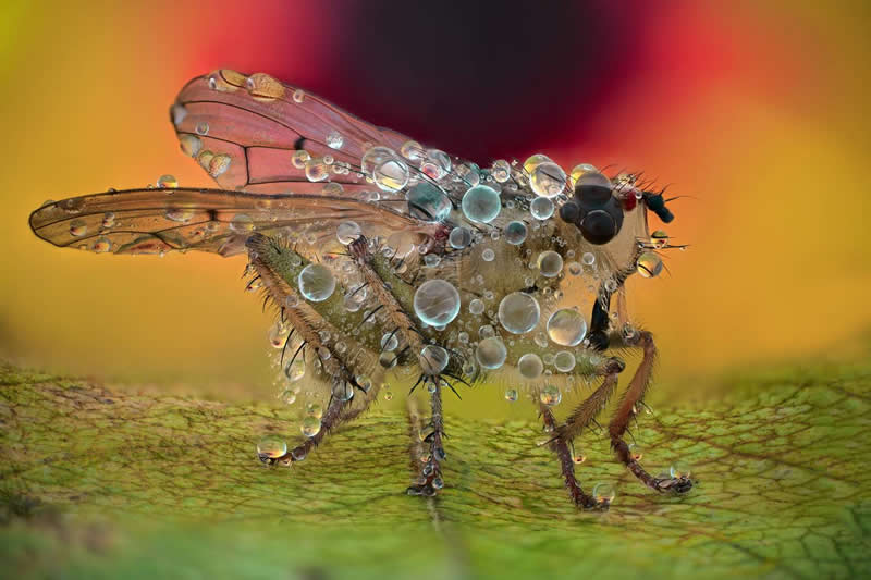Tsvetan Ganev, Bulgaria - 35 Photography Awards Macro Winners