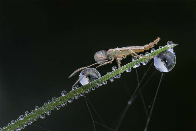 Non-biting midge by Mukesh Tripathi, India - 35 Photography Awards Macro Winners