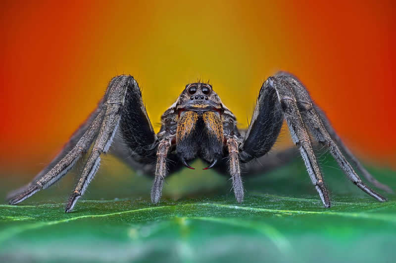 Tsvetan Ganev, Bulgaria - 35 Photography Awards Macro Winners