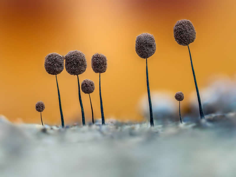 Black Hair by Ireneusz Irass Waledzik, Poland - 35 Photography Awards Macro Winners