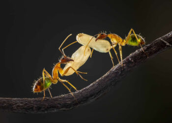 Tiny Worlds, Massive Talent: 40 Magnificent Macro Photos That Won Big at the 35 Awards 2026 39 35 Photography Awards Macro Winners