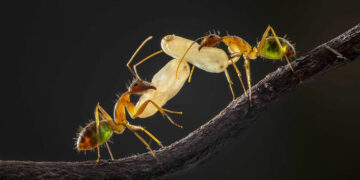 35 Photography Awards Macro Winners