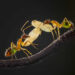 35 Photography Awards Macro Winners