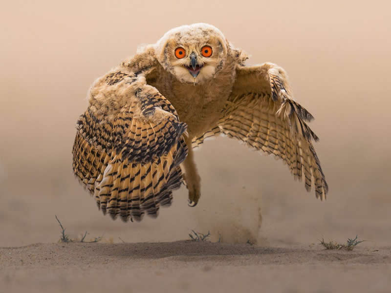 2nd Place winner: Ahmed Sobhi, Egypt - 35 Photography Awards Wildlife Winners