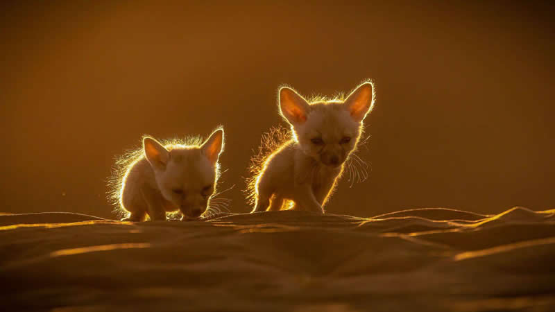 Maitham Al Lawati, Oman - 35 Photography Awards Wildlife Winners