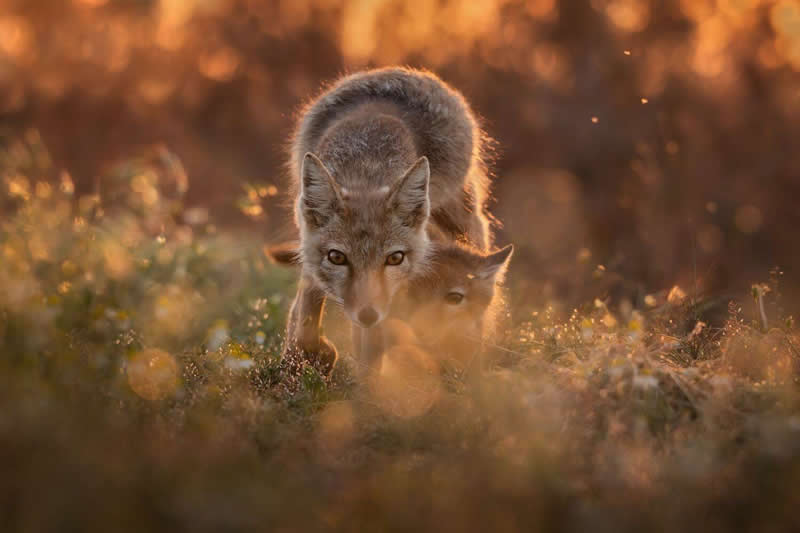 Olga Rudchenko, Russian Federation - 35 Photography Awards Wildlife Winners