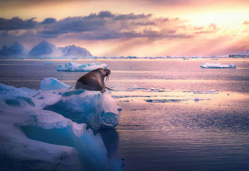 My Arctic view by Panagiotis Laskarakis, Greece - 35 Photography Awards Wildlife Winners
