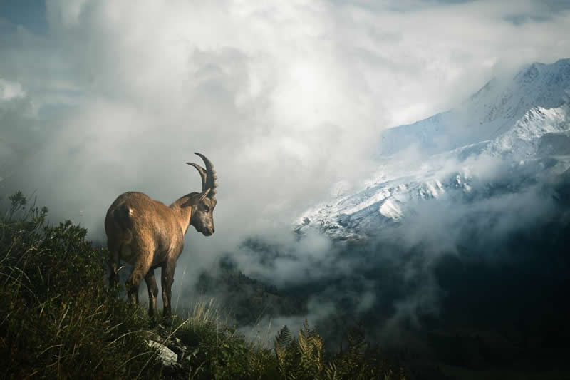 The horns of Mont Blanc by Jules Feuillatre, France - 35 Photography Awards Wildlife Winners