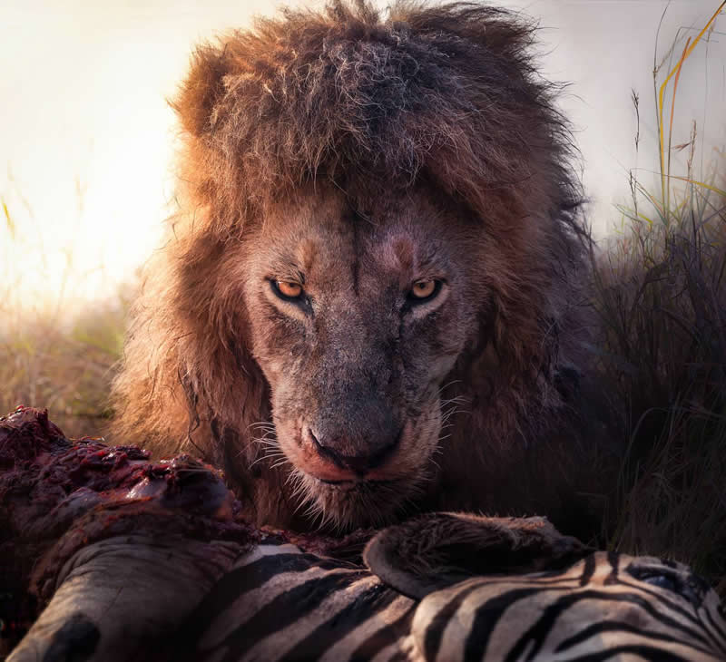 Royal Eyes by Panagiotis Laskarakis, Greece - 35 Photography Awards Wildlife Winners
