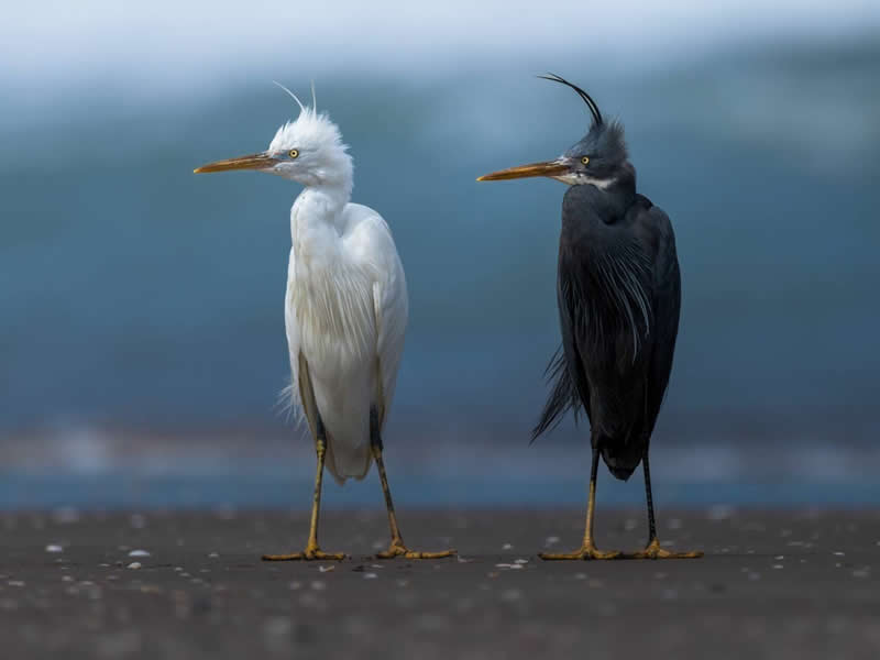 Ahmed Sobhi, Egypt - 35 Photography Awards Wildlife Winners