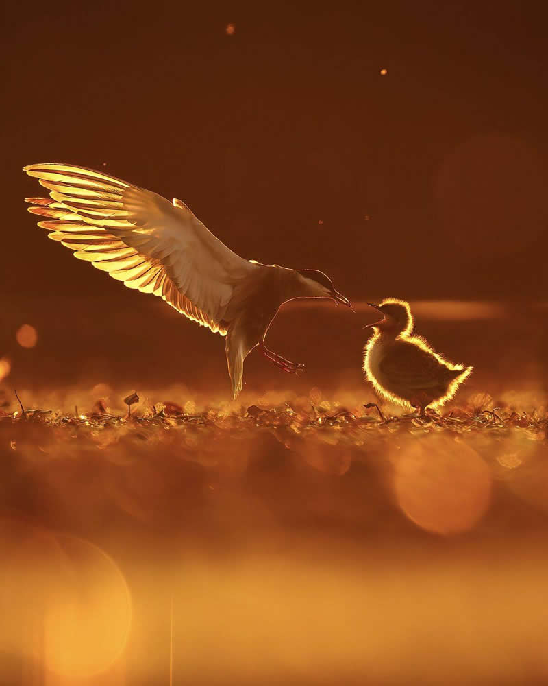 Patrick Kurtz, Poland - 35 Photography Awards Wildlife Winners