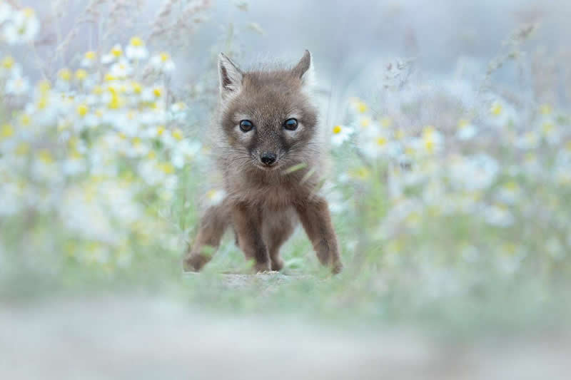 Olga Rudchenko, Russian Federation - 35 Photography Awards Wildlife Winners