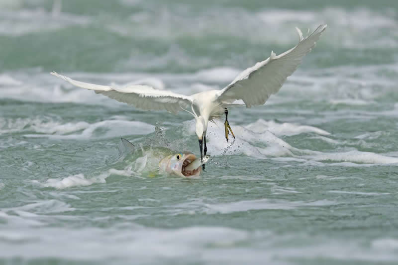 Snatching by Xiaoping Lin, China - 35 Photography Awards Wildlife Winners