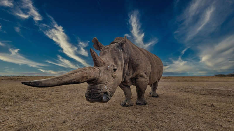 White Rhino by Kaushik Chatterjee, India - 35 Photography Awards Wildlife Winners