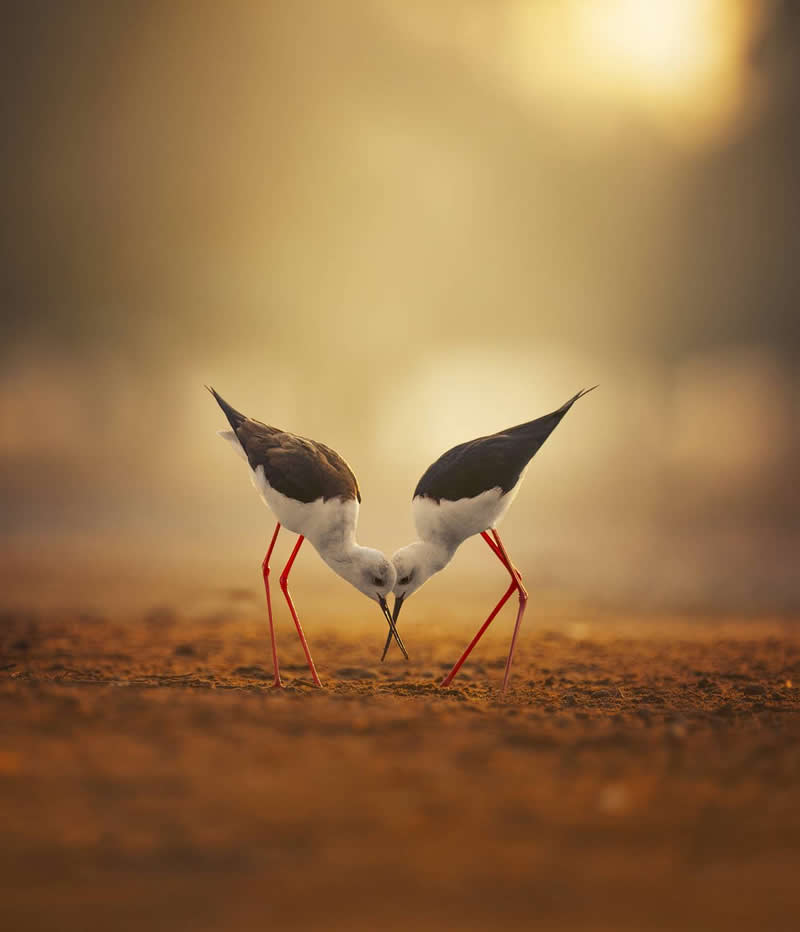 Nachuseena, India - 35 Photography Awards Wildlife Winners