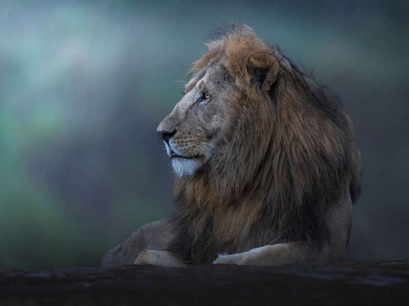 Ahmed Sobhi, Egypt - 35 Photography Awards Wildlife Winners