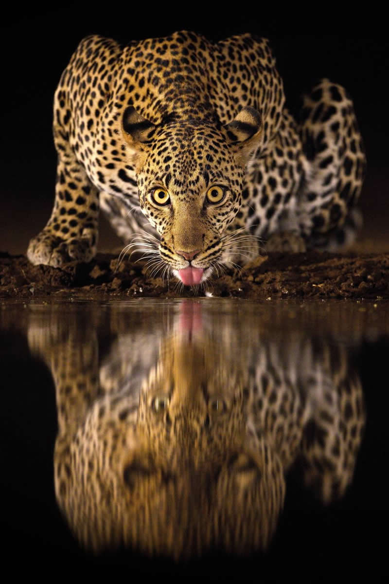 Glasastic by Alexander Perov, Russian Federation - 35 Photography Awards Wildlife Winners