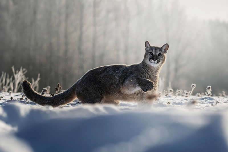 Ondrej Chvatal, Czech Republic - 35 Photography Awards Wildlife Winners