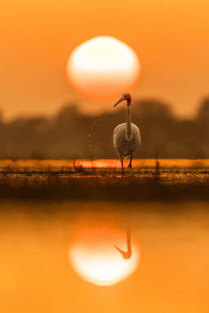 Naveen Kumar, India - 35 Photography Awards Wildlife Winners