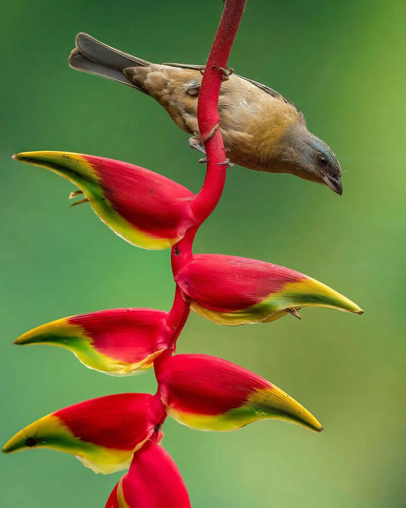 Mimetic bird: Selected by Hobus, Brazil - 35 Photography Awards Wildlife Winners
