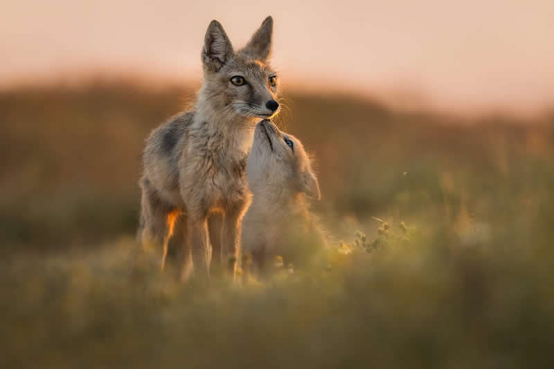 Olga Rudchenko, Russian Federation - 35 Photography Awards Wildlife Winners